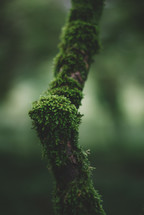 Green moss on the tree