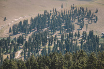 Trees in the mountain resort