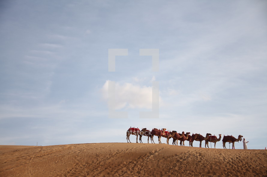 camels in a desert 