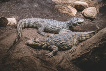 Crocodiles on a ground