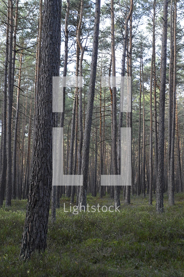 quiet forest with pine trees