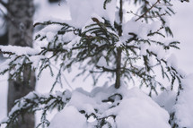 Snowy spruce tree branch