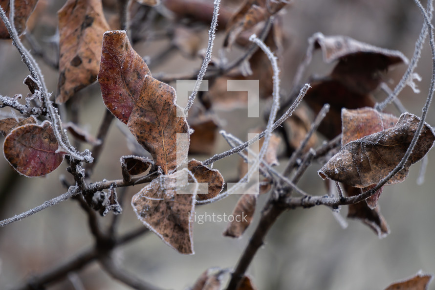 Frozen and dried leaves  on the branch