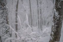 Snowy  trees in the foggy forest