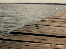 dragonfly on a dock