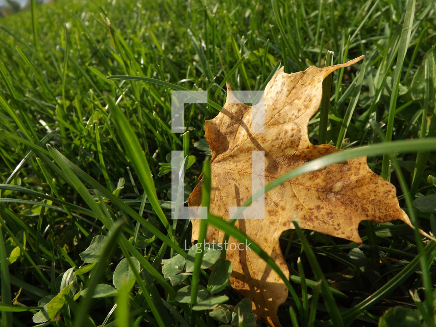 Fall leaf on the lawn.