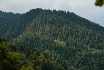 Mountain spruce forest in summer