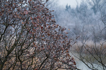 Frozen leaves on the tree