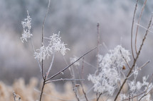 Frozen plants close-up