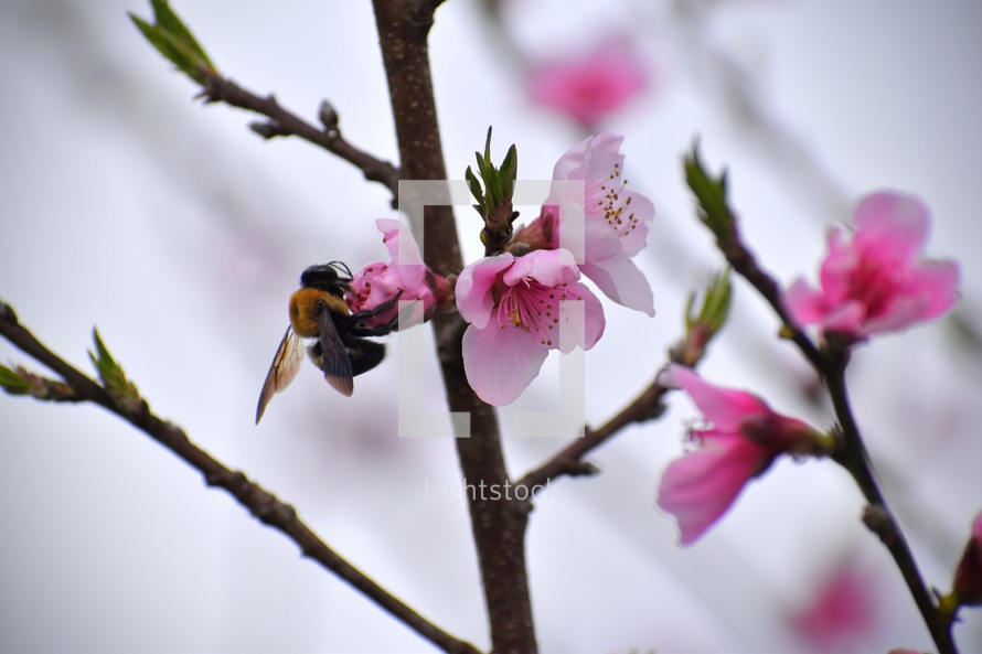 bee on pink flowers 