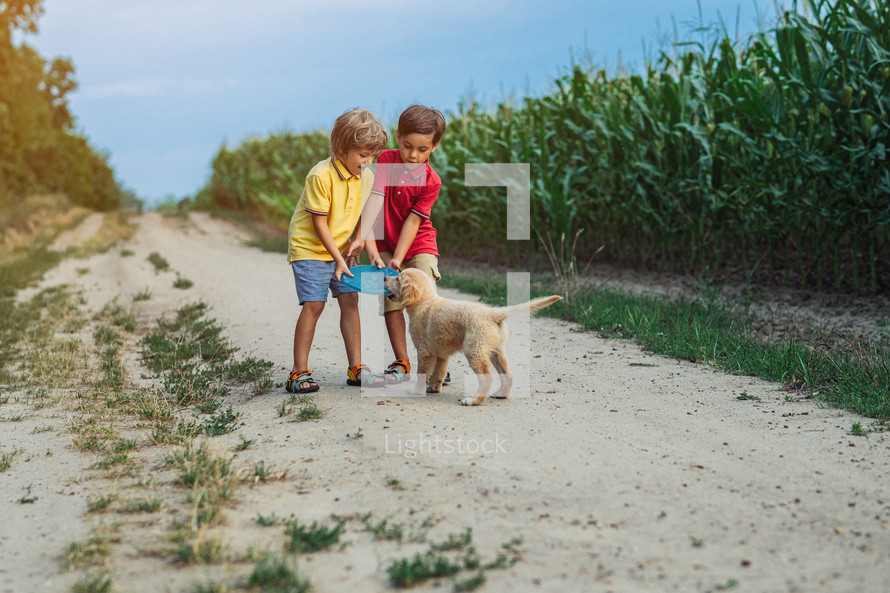 Toddlers twins brothers Playing Frisbee with golden retriever puppy on wonderland country road. Amazing sunset light. Kids with doggy. Happy friendly pet, cinematic unforgettable moments. High quality