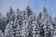 Snowy spruce trees