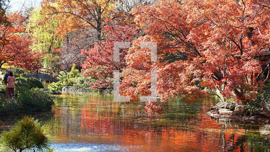 red fall trees over a pond 