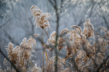 Pampas grass plant in winter