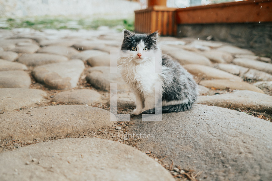 Little fluffy kitten sitting in home yard at winter. Cute pet friend outdoors. High quality photo