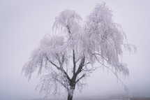 Frozen tree in the foggy morning