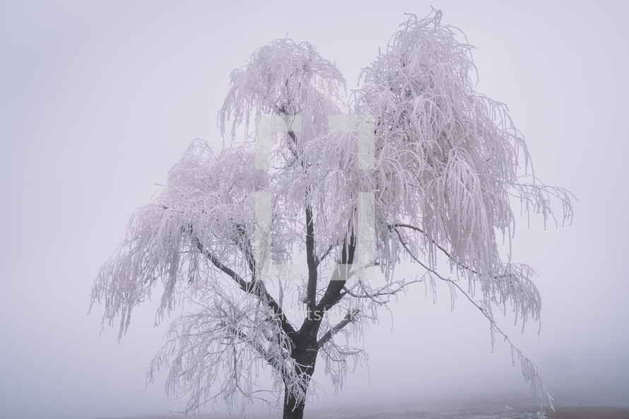 Frozen tree in the foggy morning