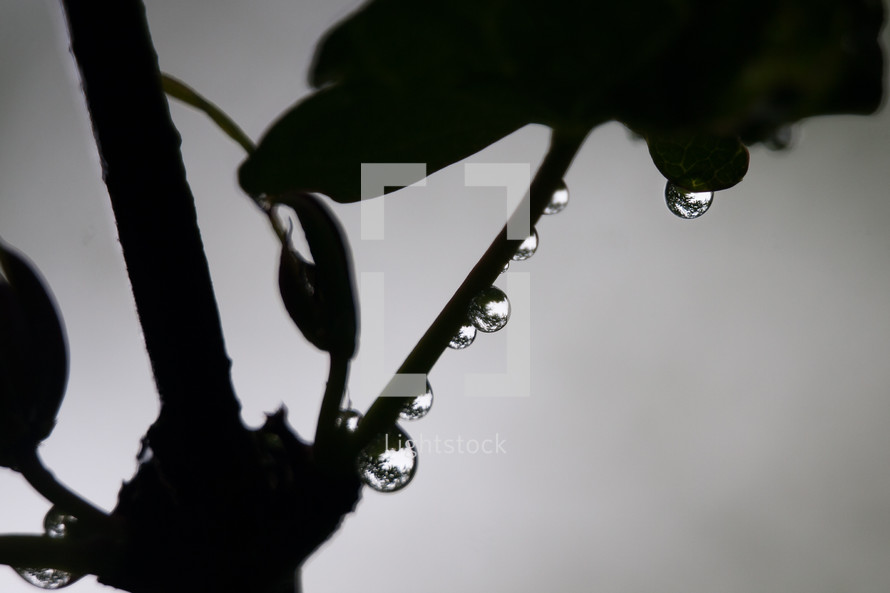 Silhouette of leaves with dew drops.