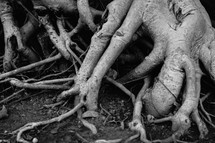 roots of a tree 