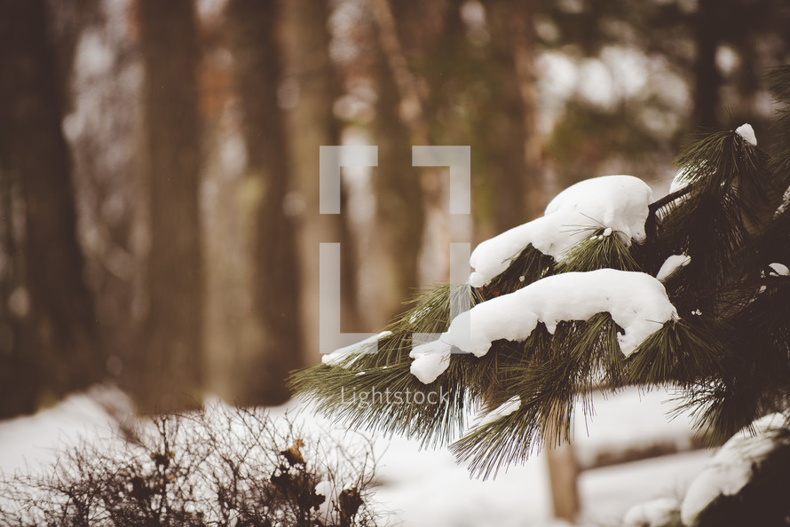 snow on a pine tree
