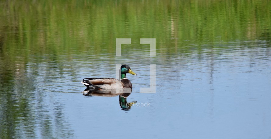 Mallard duck in peaceful water