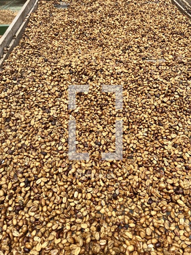 Fresh dried coffee beans on a farm in latin america, ready to get roasted