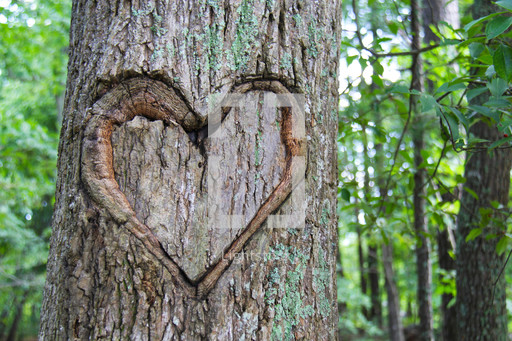 Valentine heart shape carved into a tree trunk — Photo — Lightstock