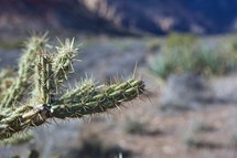 spiky cactus