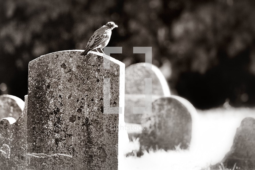 bird on a grave 