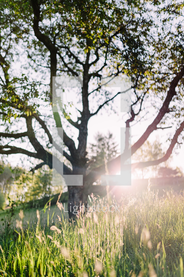 An old cherry tree in the morning sunlight