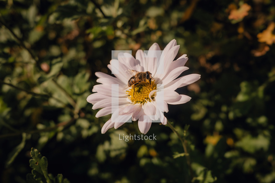 Close-up View Of Honey Bee On Daisy Flow