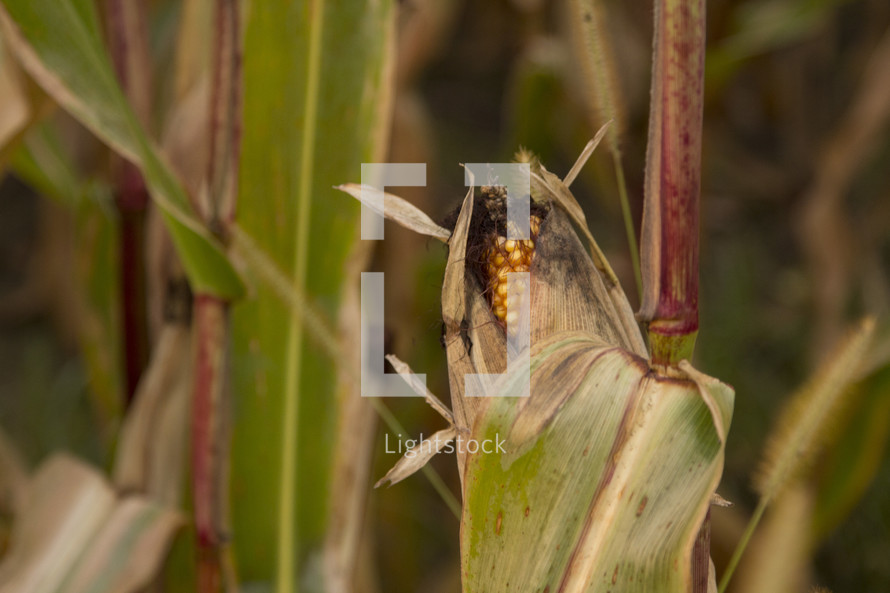 An ear of corn on the stalk in a farm field