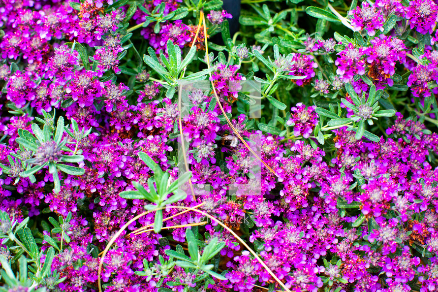 small purple flowers background 