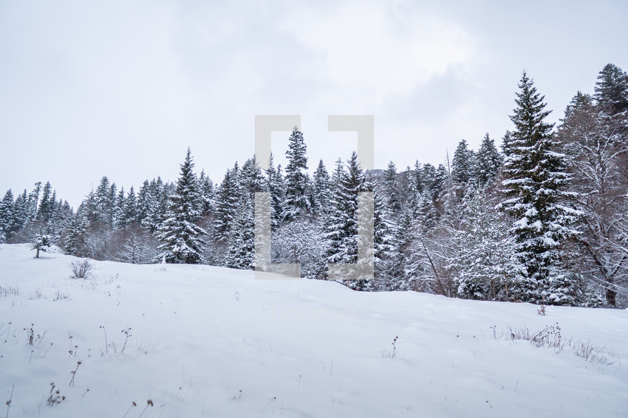 Snowy spruce forest in winter