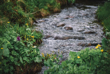 Stream and mountain flowers in spring
