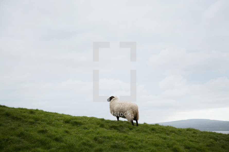 a sheep on hill 