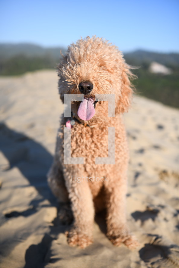 dog sitting on a beach 
