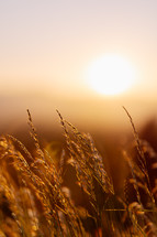 Grass field with setting sun