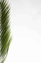 palm frond border 