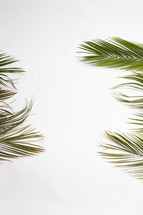  Palm fronds against a white background 