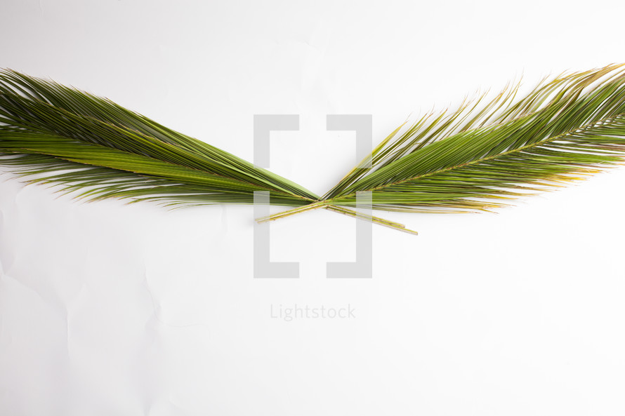 Palm fronds on a white background 