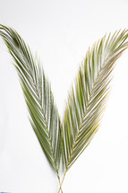 Palm fronds against a white background 
