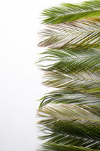border Palm fronds against a white background 