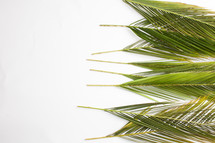 border of Palm fronds against a white background 