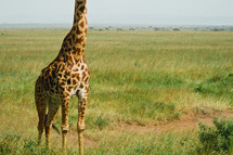 bottom half of a giraffe 