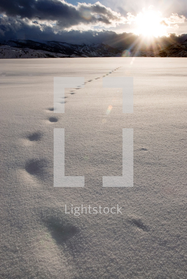 Animal tracks in the snow at daybreak.