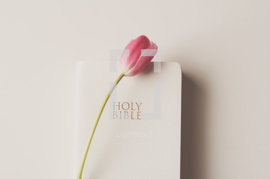pink tulip and Bible on a white background 