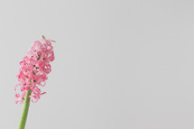 pink spring flowers against a white background 