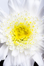 white flower with a yellow center 