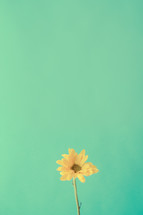 yellow flower against a teal background 